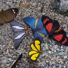 Eine bunte Mischung am Flussufer im Bergregenwald von Peru