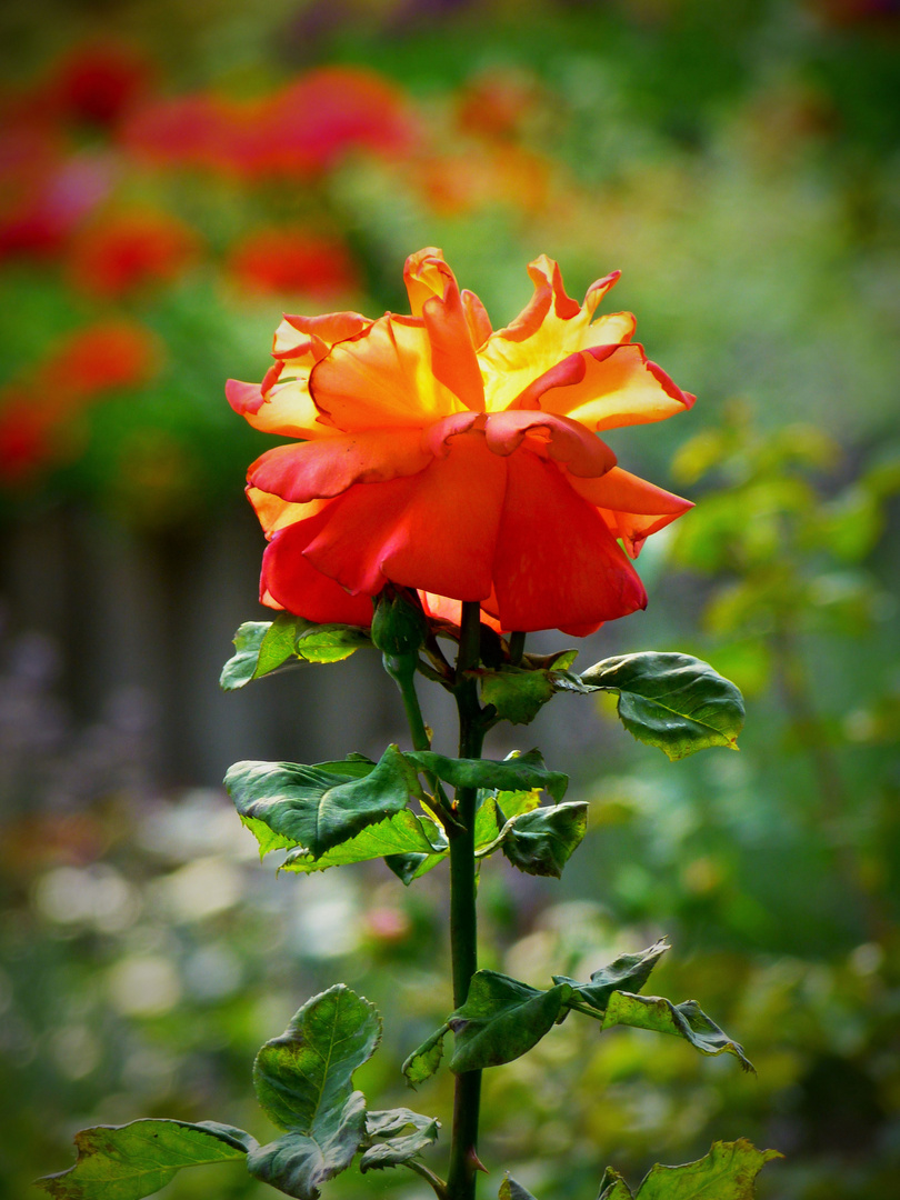 Eine "bunte" Rose für TOM