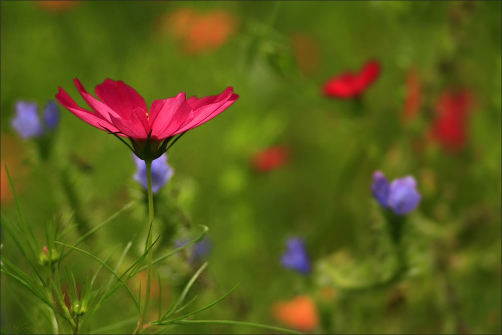 Eine bunte Sommerwiese