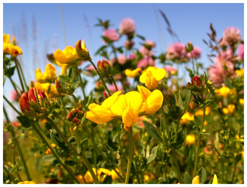 Eine bunte Sommerwiese