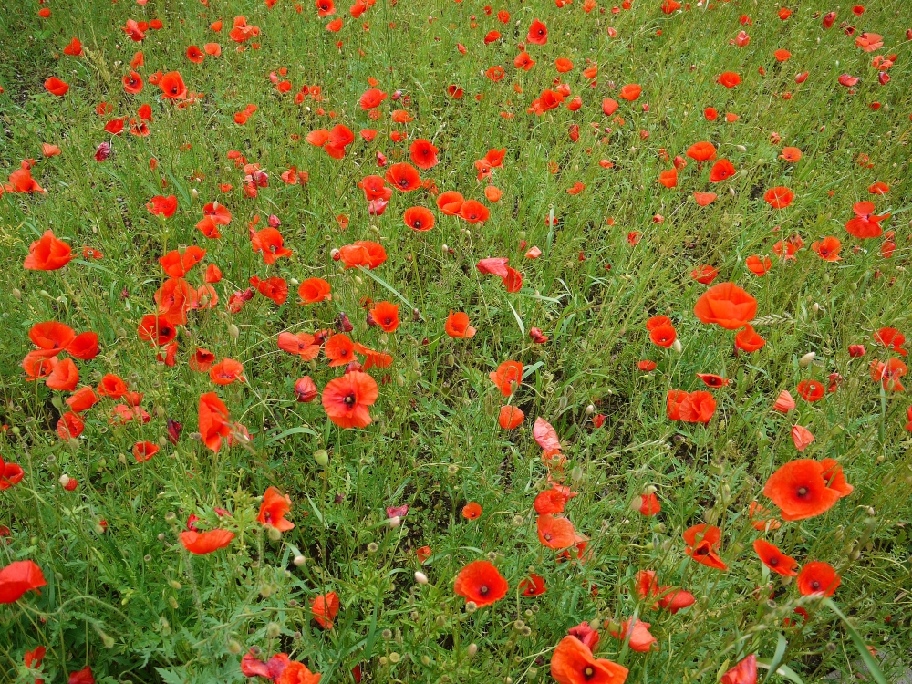 ... eine bunte Sommerwiese