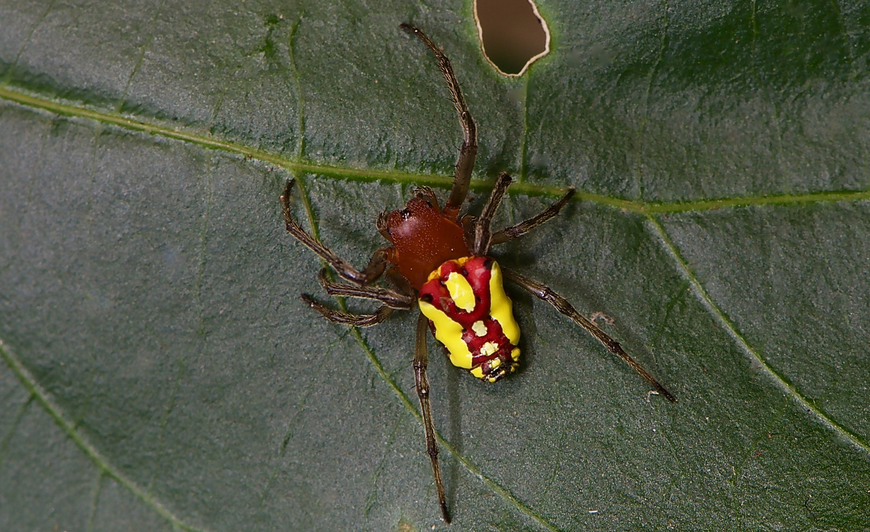 Eine bunte Spinne aus dem Bergregenwald von Panama