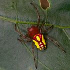 Eine bunte Spinne aus dem Bergregenwald von Panama