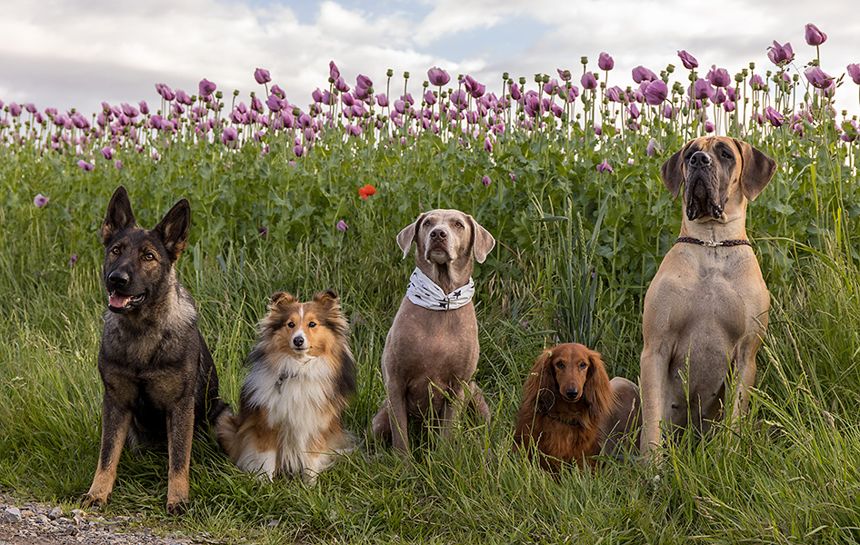 Eine bunte Truppe