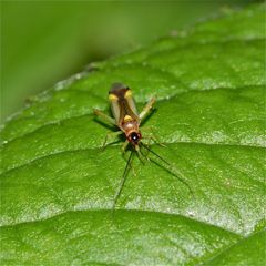 Eine bunte Vertreterin der Weichwanzen (Fam. Myridae*): CAMPYLONEURA VIRGULA