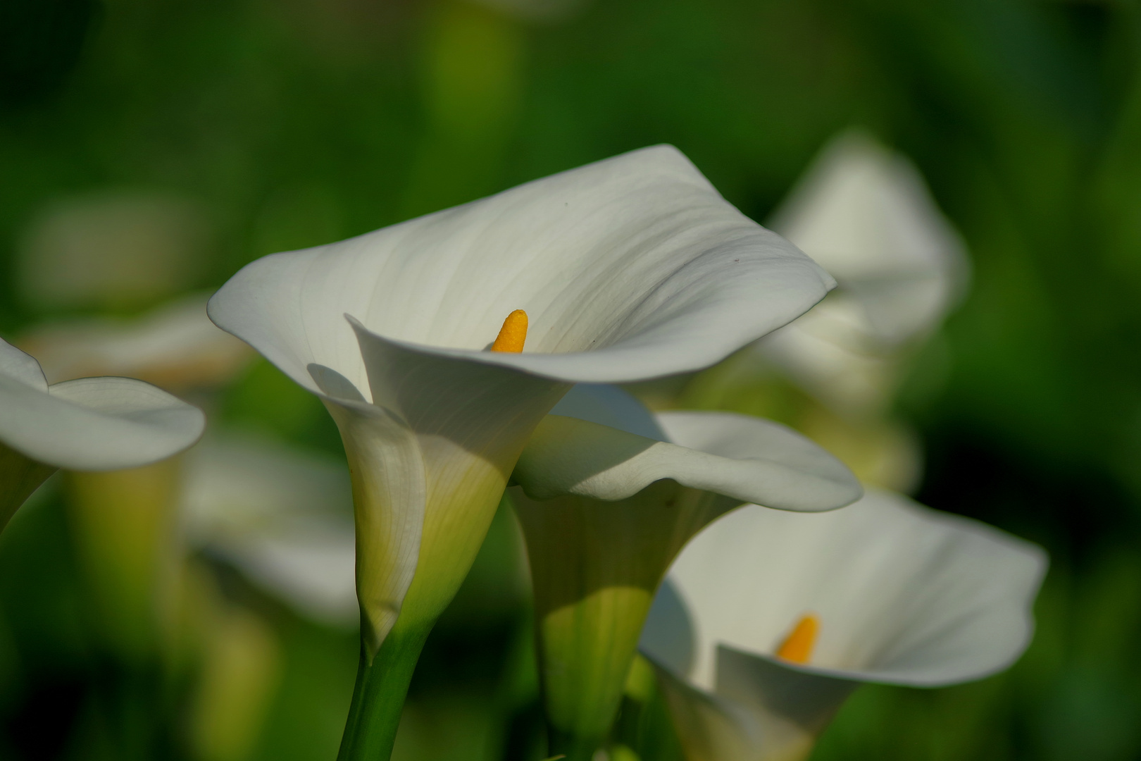 Eine Calla