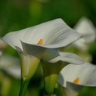 Eine Calla