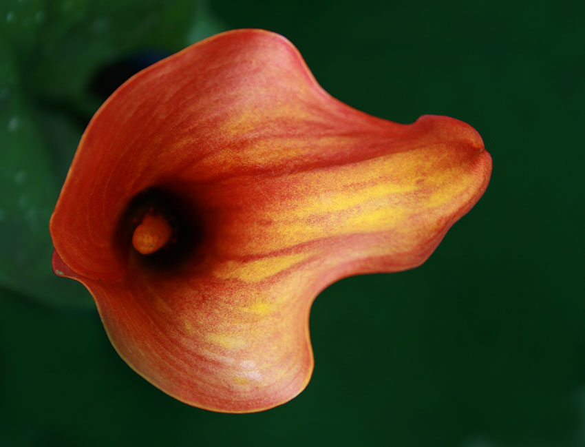 Eine Calla für Jopi