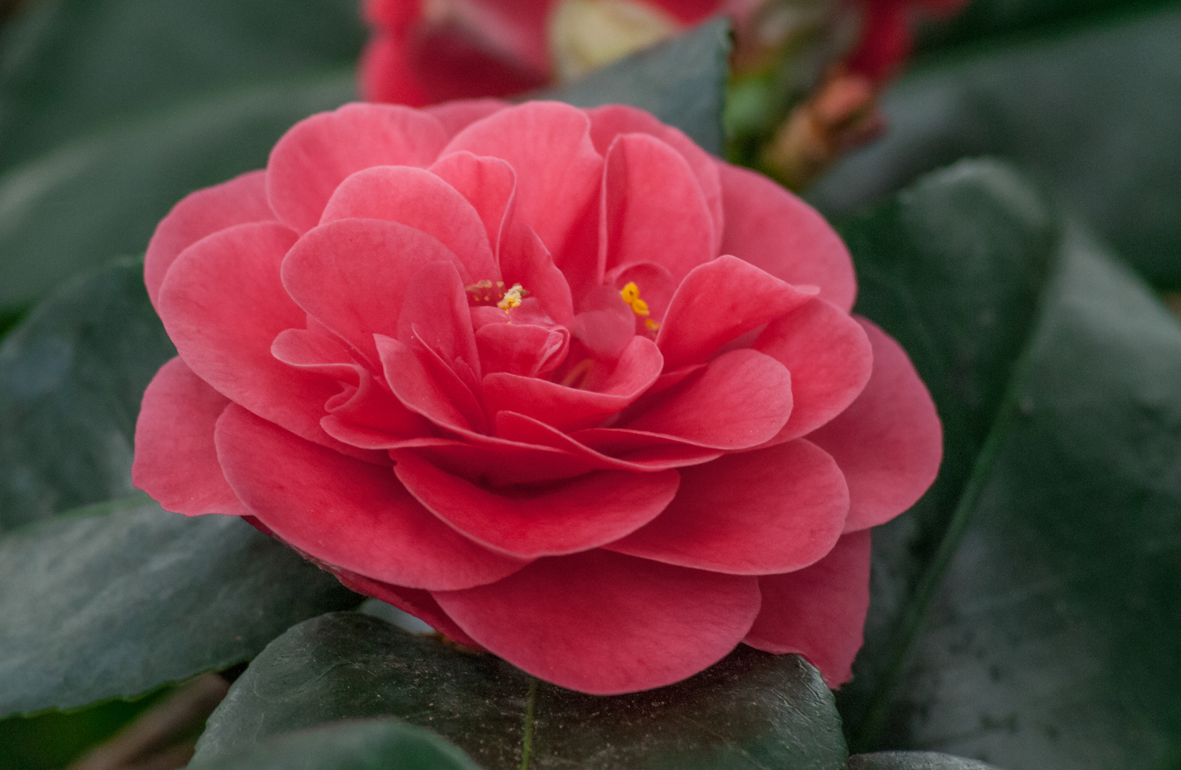 Eine Camelia Blume