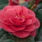 Eine Camelia Blume