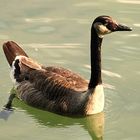 Eine Canadagans am Erlensee