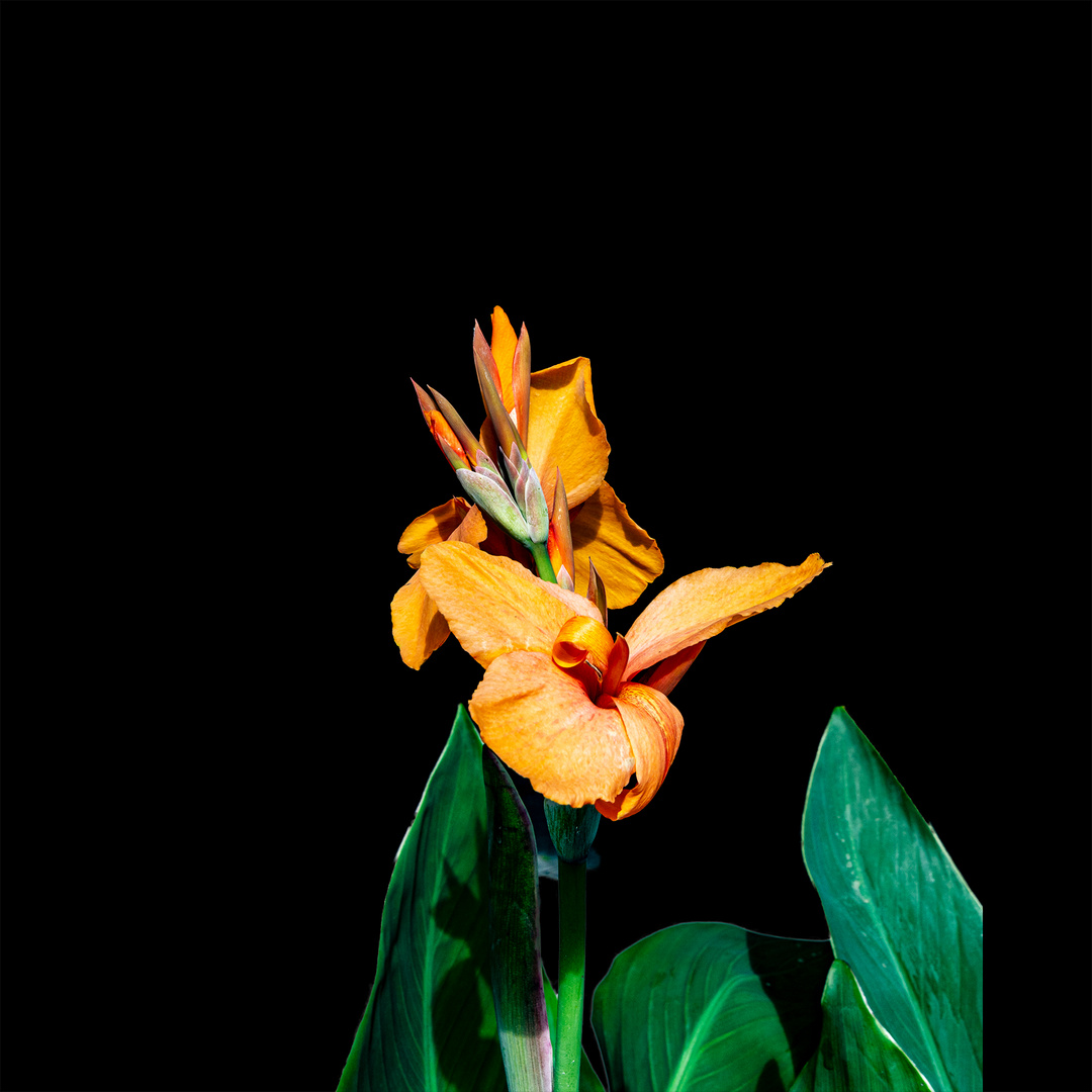 Eine Canna Blüte