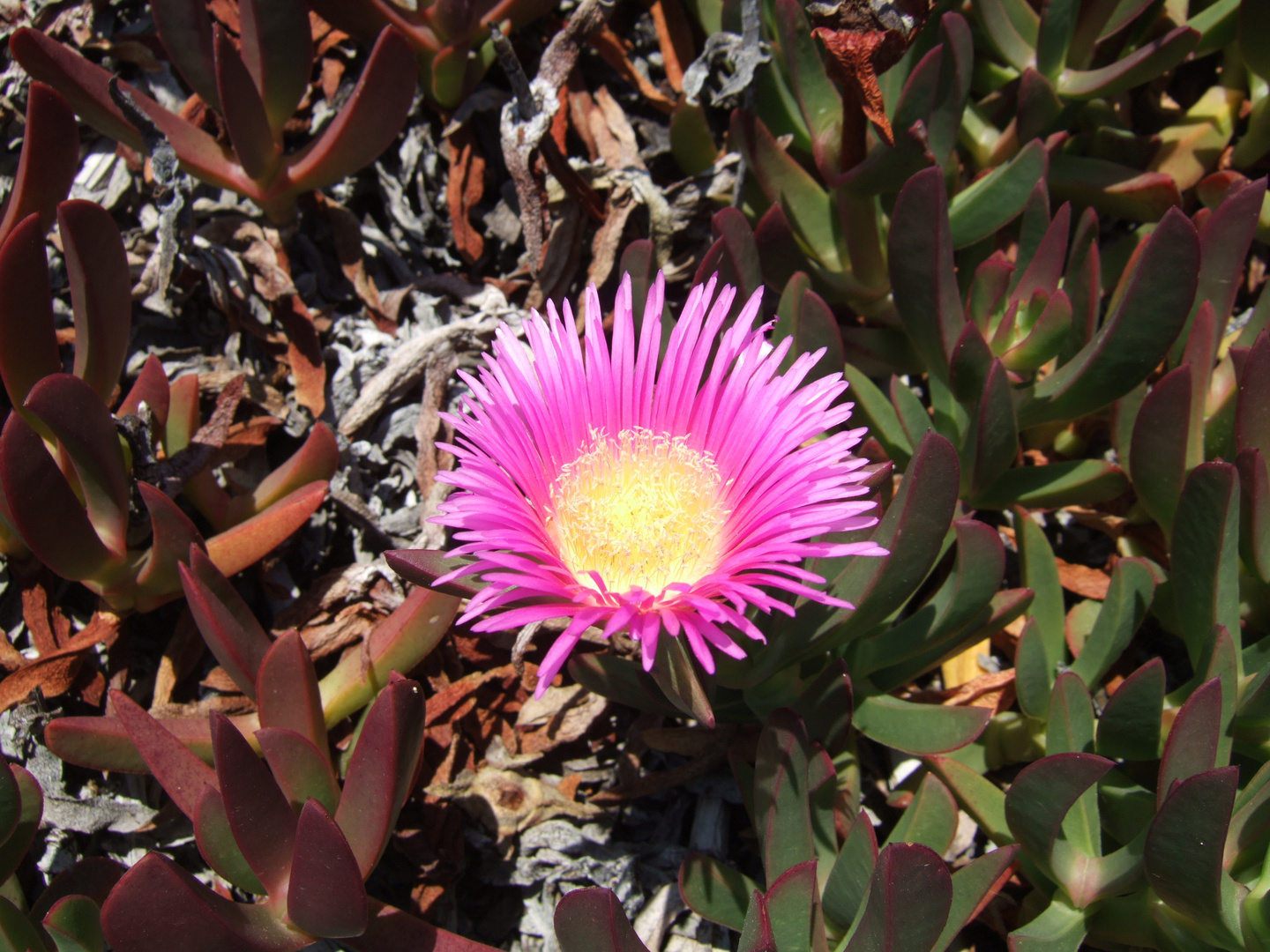 Eine Capobrotus acinacoformis 