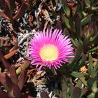 Eine Capobrotus acinacoformis 