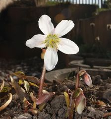 Eine Christrose