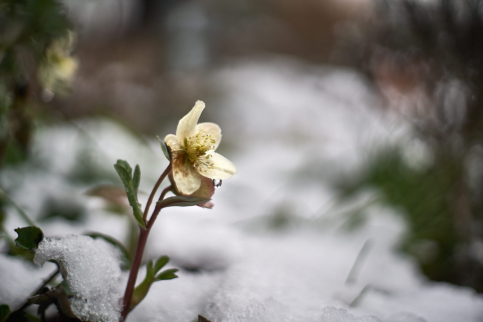 Eine Christrose...