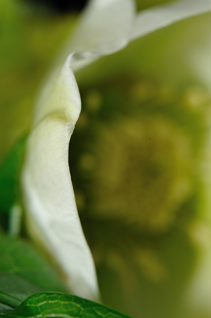 Eine Christrose, mal wieder mit knapper Schärfe