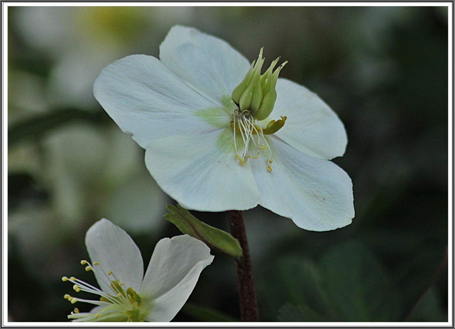 Eine Christrose zum Sonntag