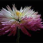 Eine Chrysantheme ist mein Blumengruß für diese festliche  Zeit - ( Stacking Bild ) 