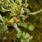 Eine Cladonia Flechte