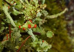 Eine Cladonia Flechte