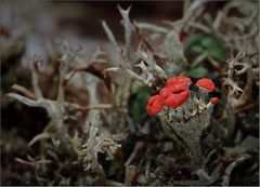 Eine Cladonia zum Sonntag - was gibt es Schöneres?