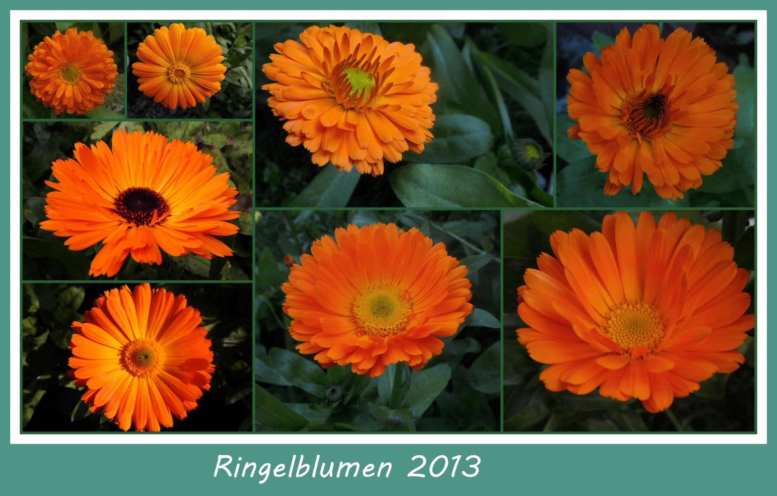 Eine Collage mit Ringelblumen !