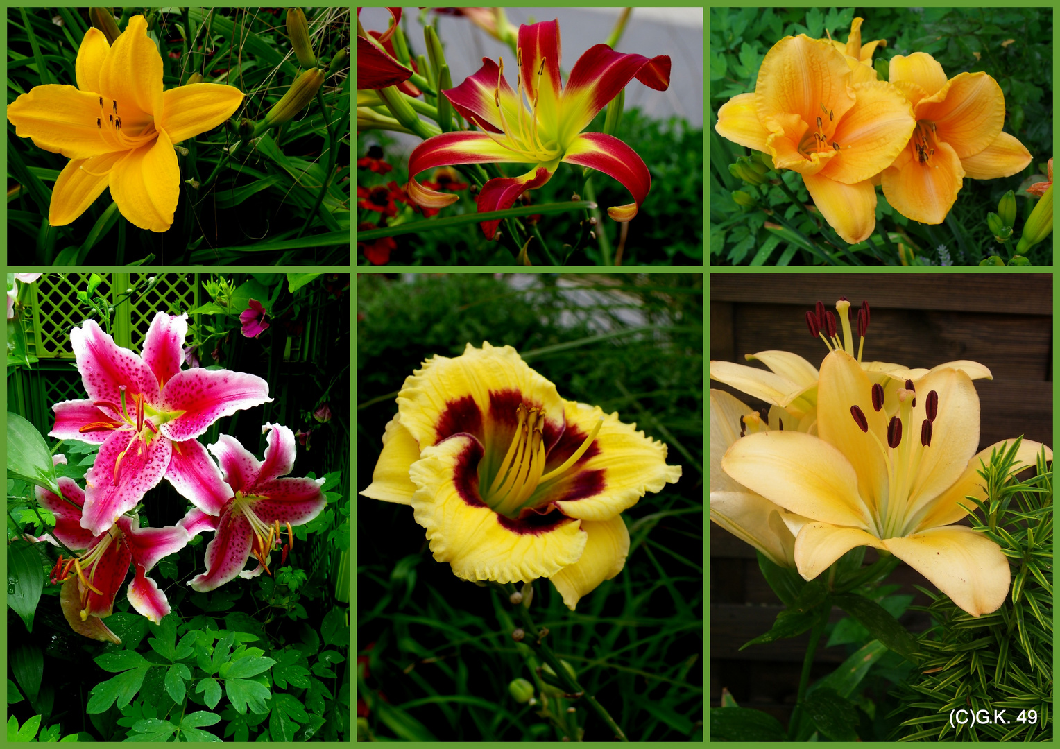 Eine Collage mit verschiedenen Taglilien !