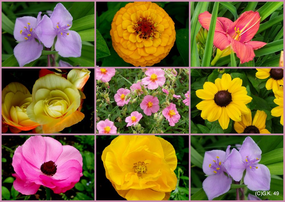 Eine Collage von besonderen Blumen !