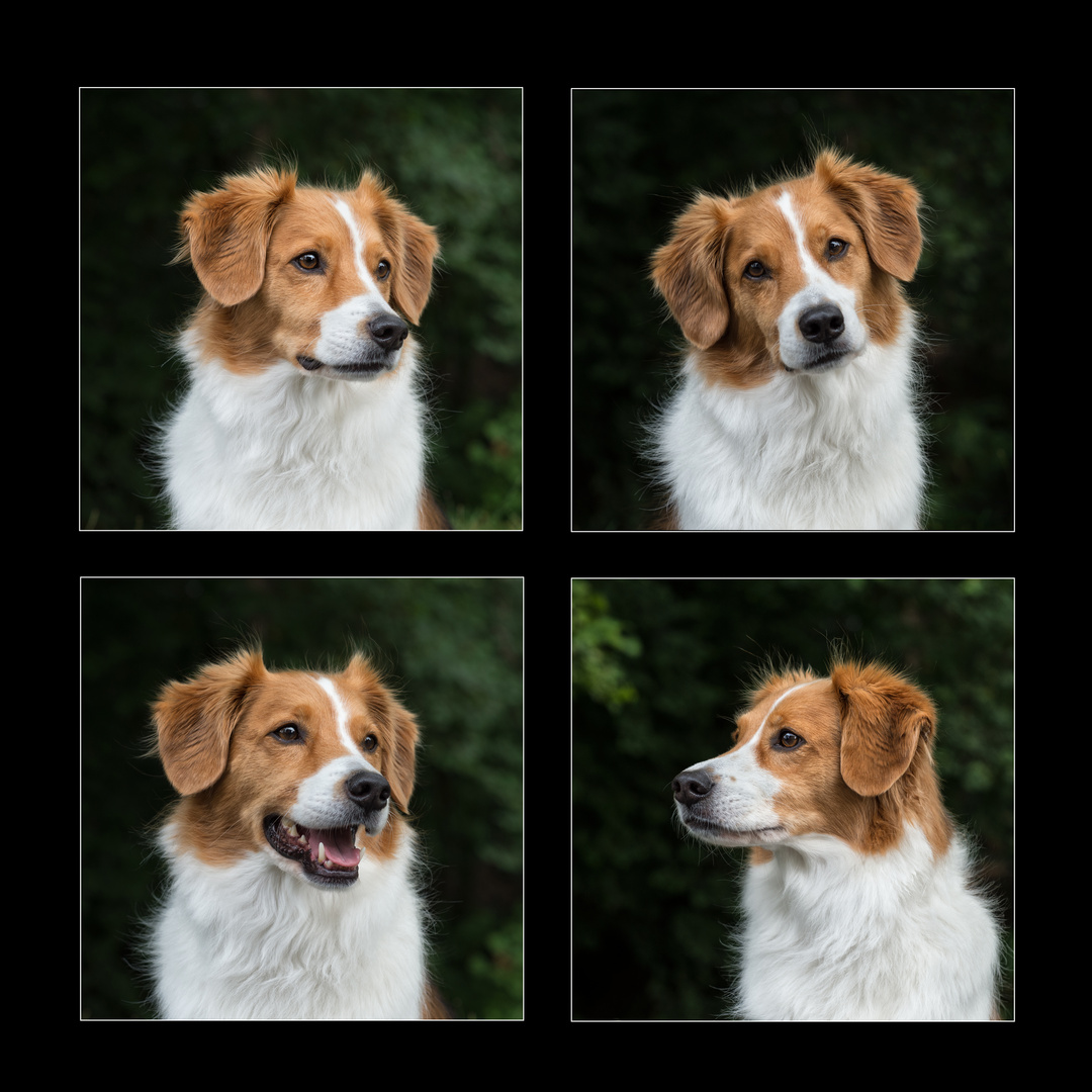 Eine Collage von Lennys Portrait