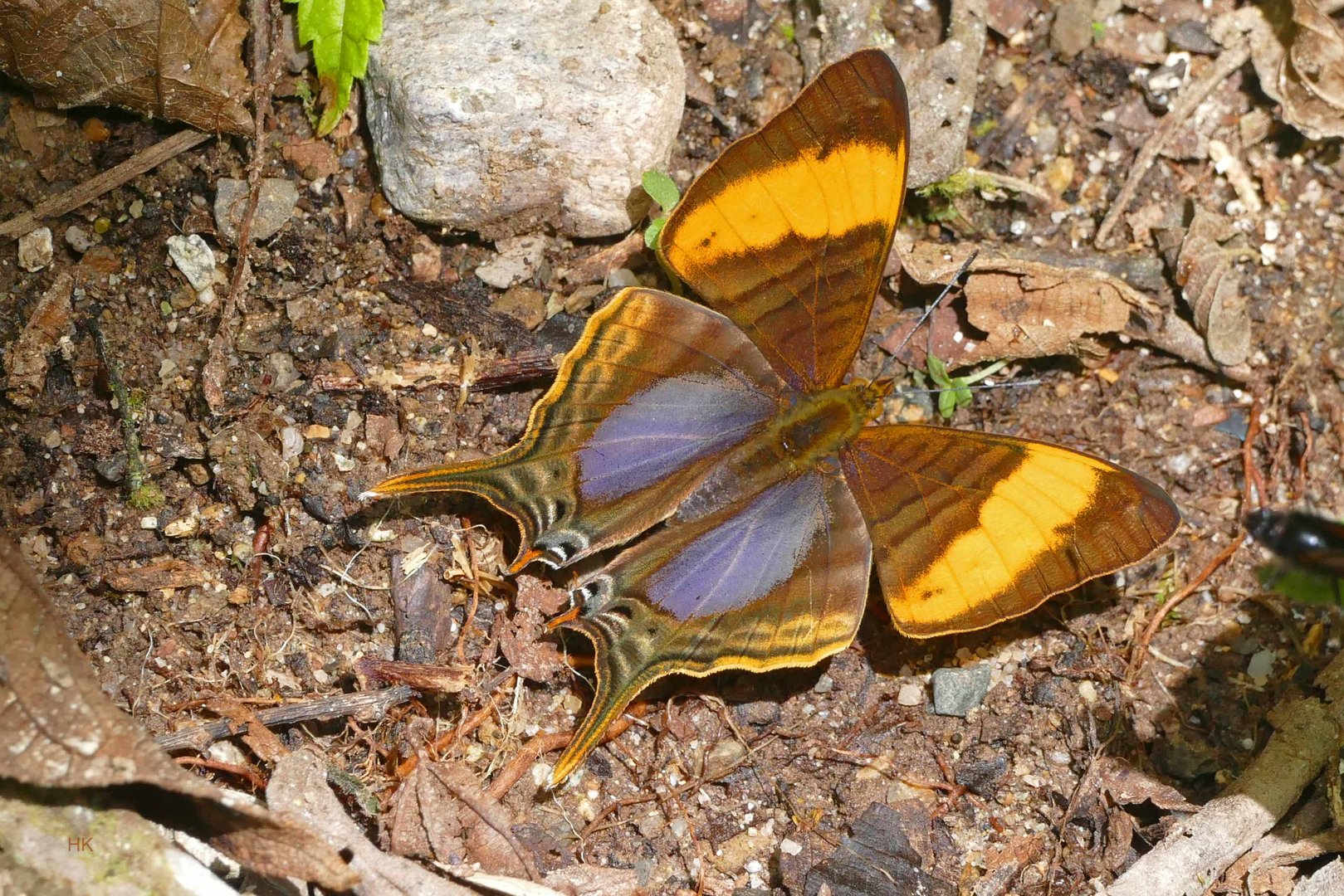 Eine CORINNA DAGGERWING, MARPESIA CORINNA