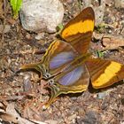 Eine CORINNA DAGGERWING, MARPESIA CORINNA