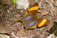 Eine CORINNA DAGGERWING, MARPESIA CORINNA