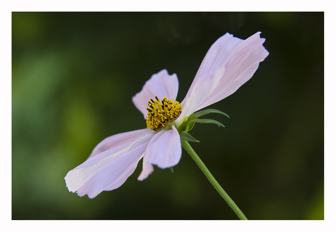 Eine Cosmea...