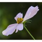 Eine Cosmea...