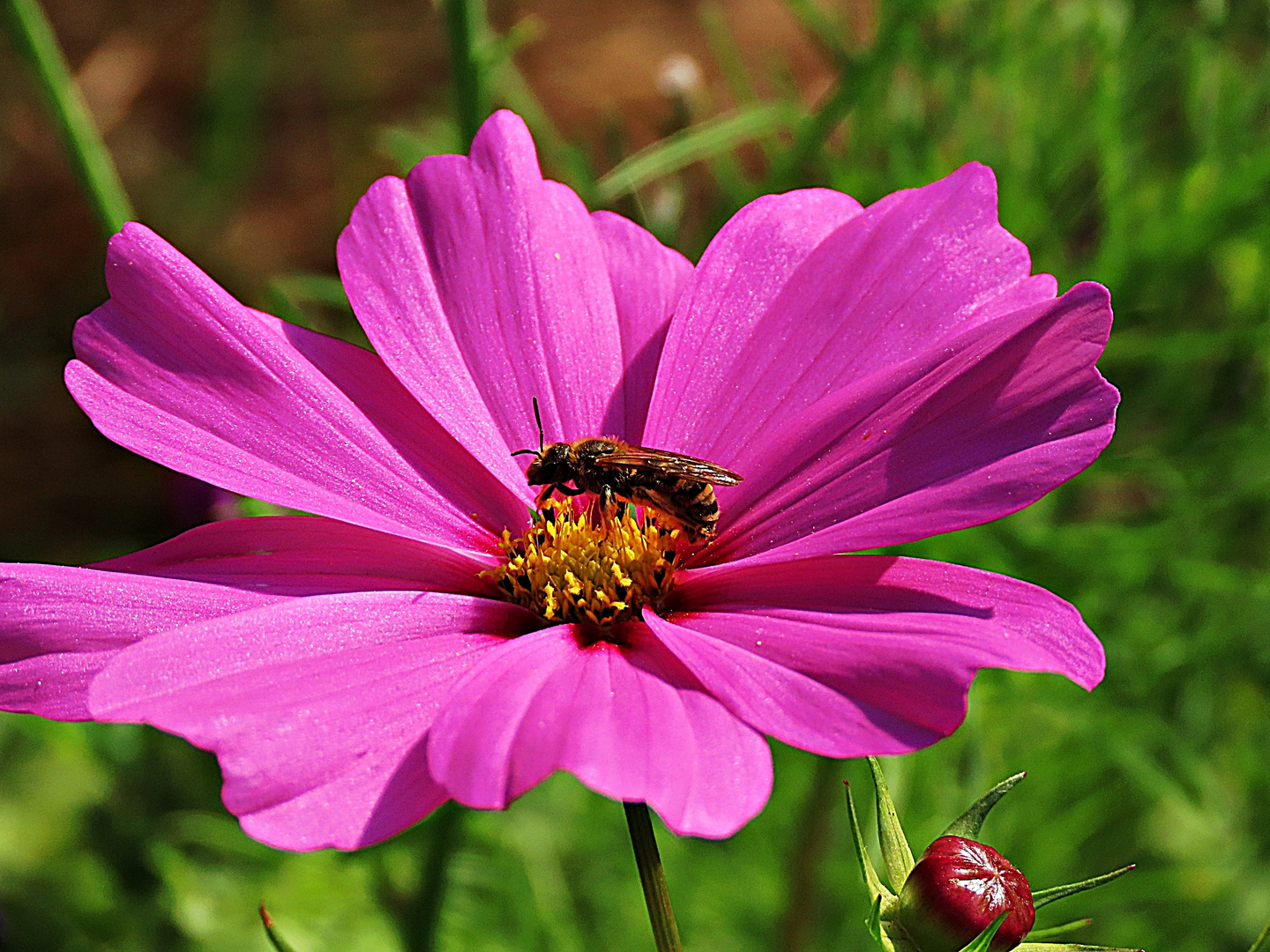 Eine Cosmea hat Besuch-heutiger Thementag