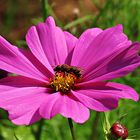 Eine Cosmea hat Besuch-heutiger Thementag