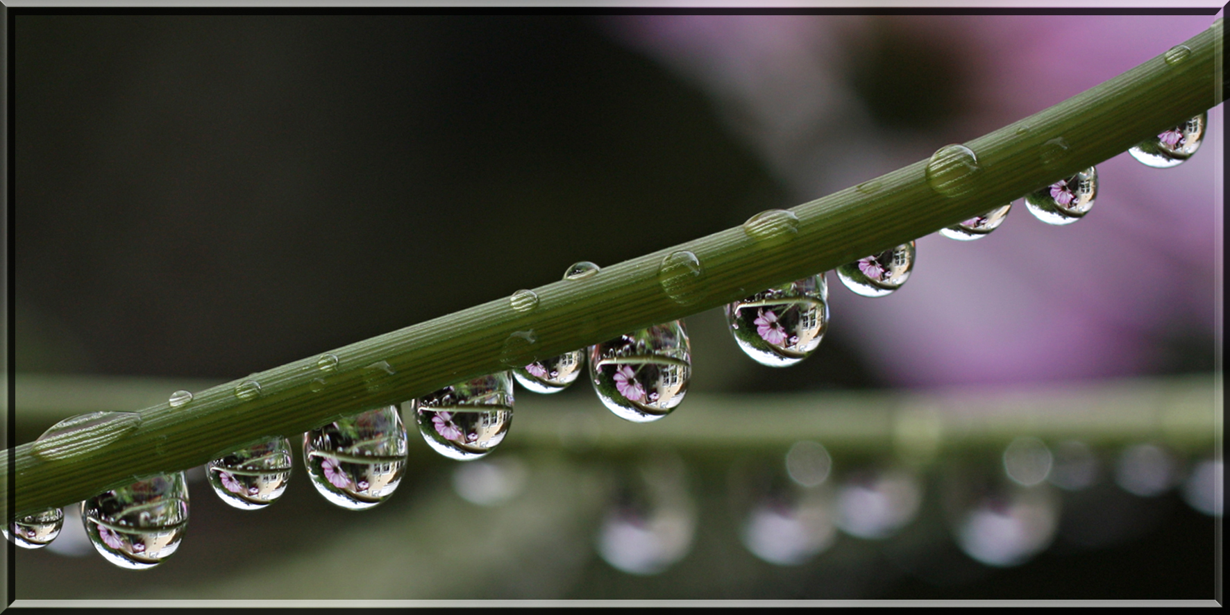 Eine Cosmea in jedem Regentropfen