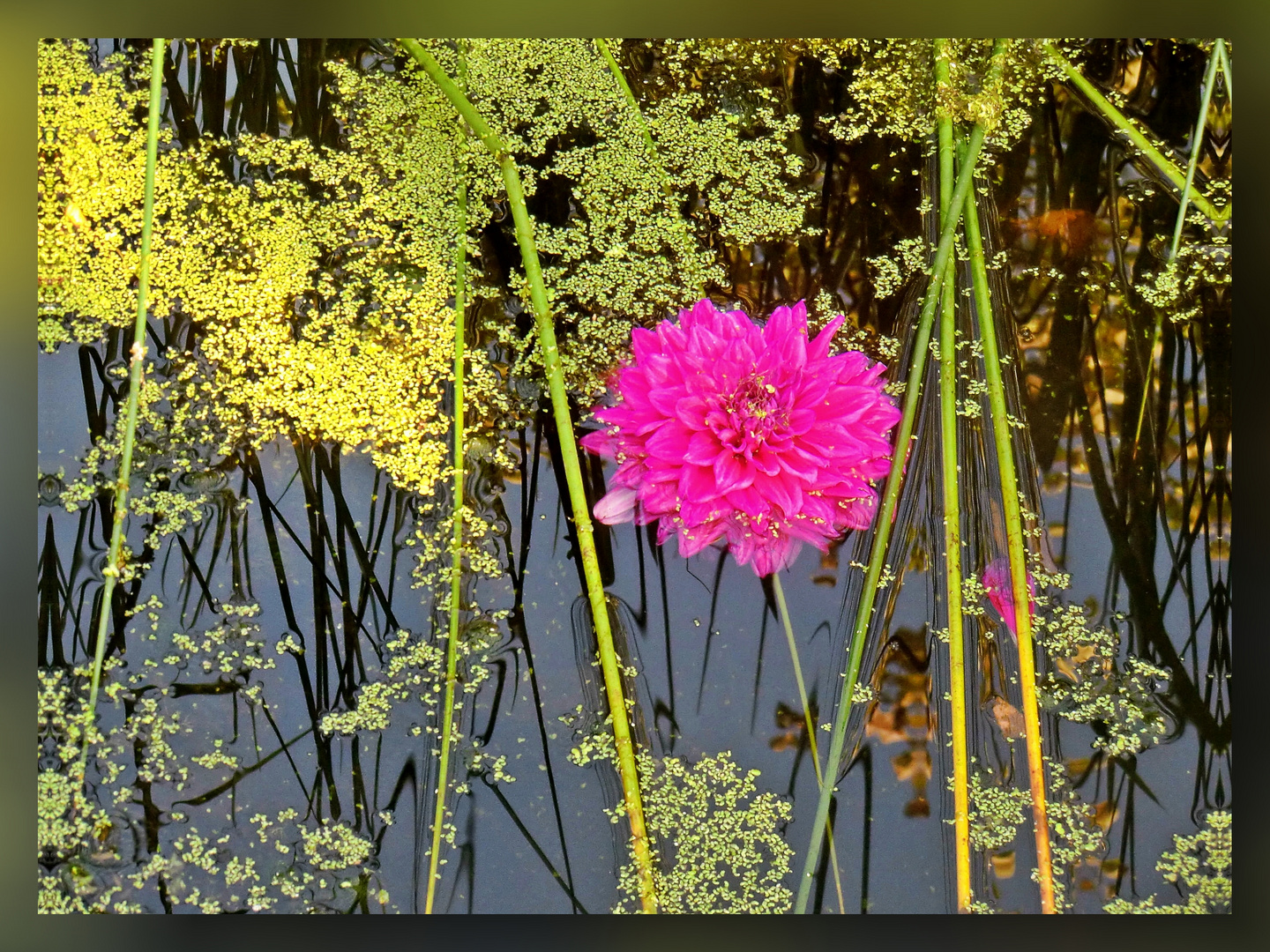 Eine Dahlie im Teich