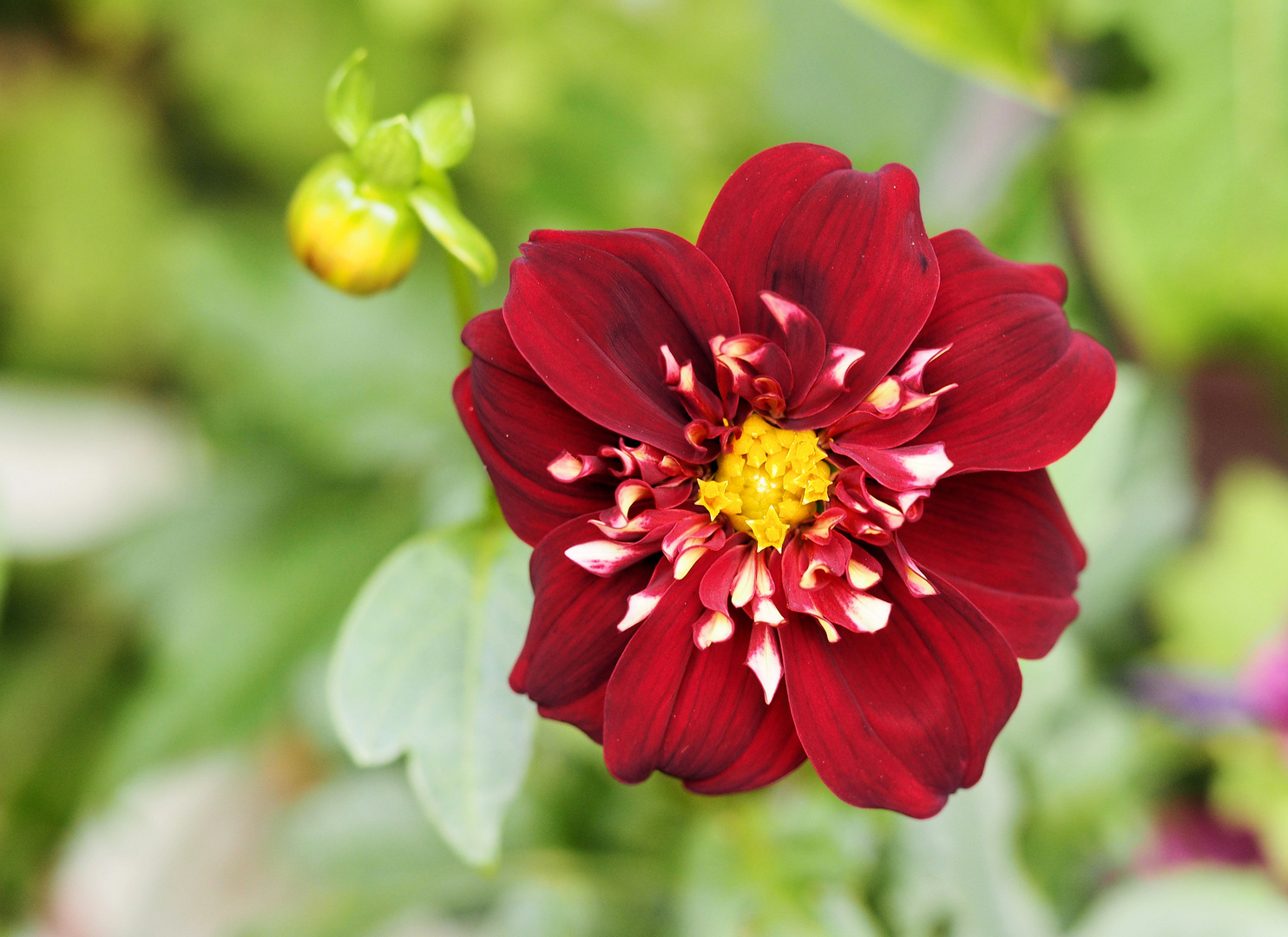 Eine Dahlie macht noch mit ....Mittwochsblümchen 