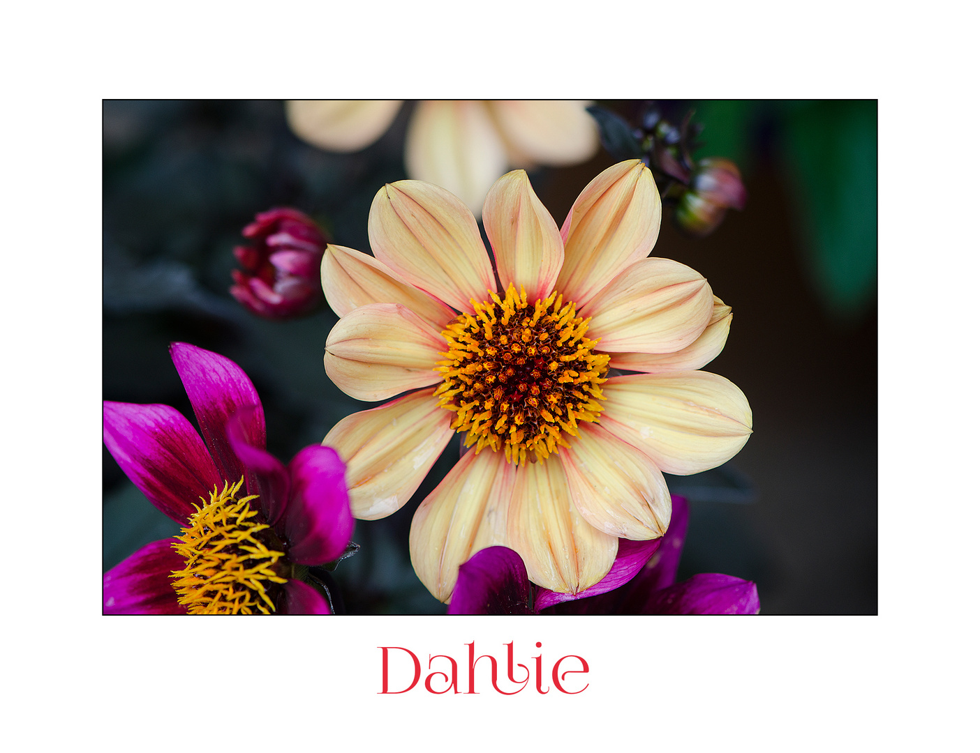 Eine Dahlienblüte als ein kleines Dankeschön . . .