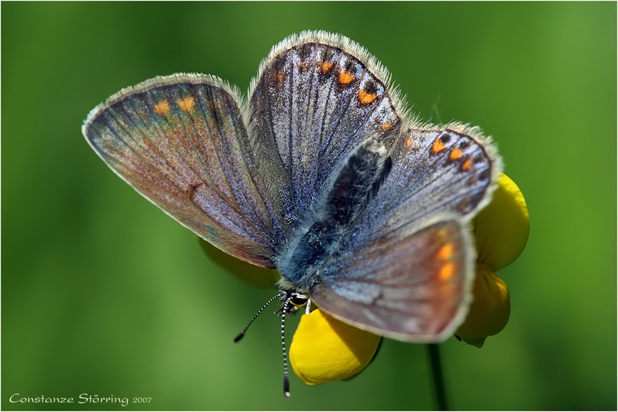 Eine Dame im blauen Gewand ...