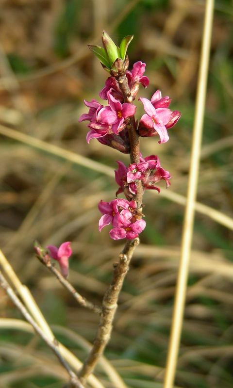 Eine Daphne im Wald entdeckt...