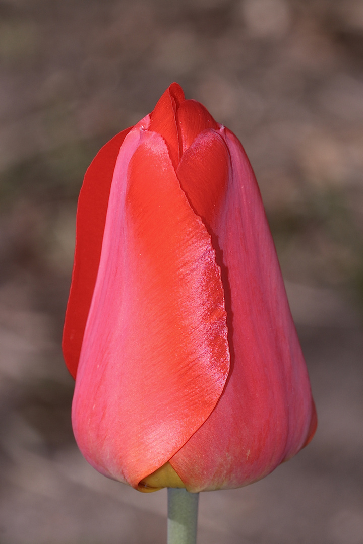 Eine Darwin-Hybridtulpe aus Christas Garten