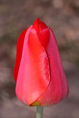 Eine Darwin-Hybridtulpe aus Christas Garten