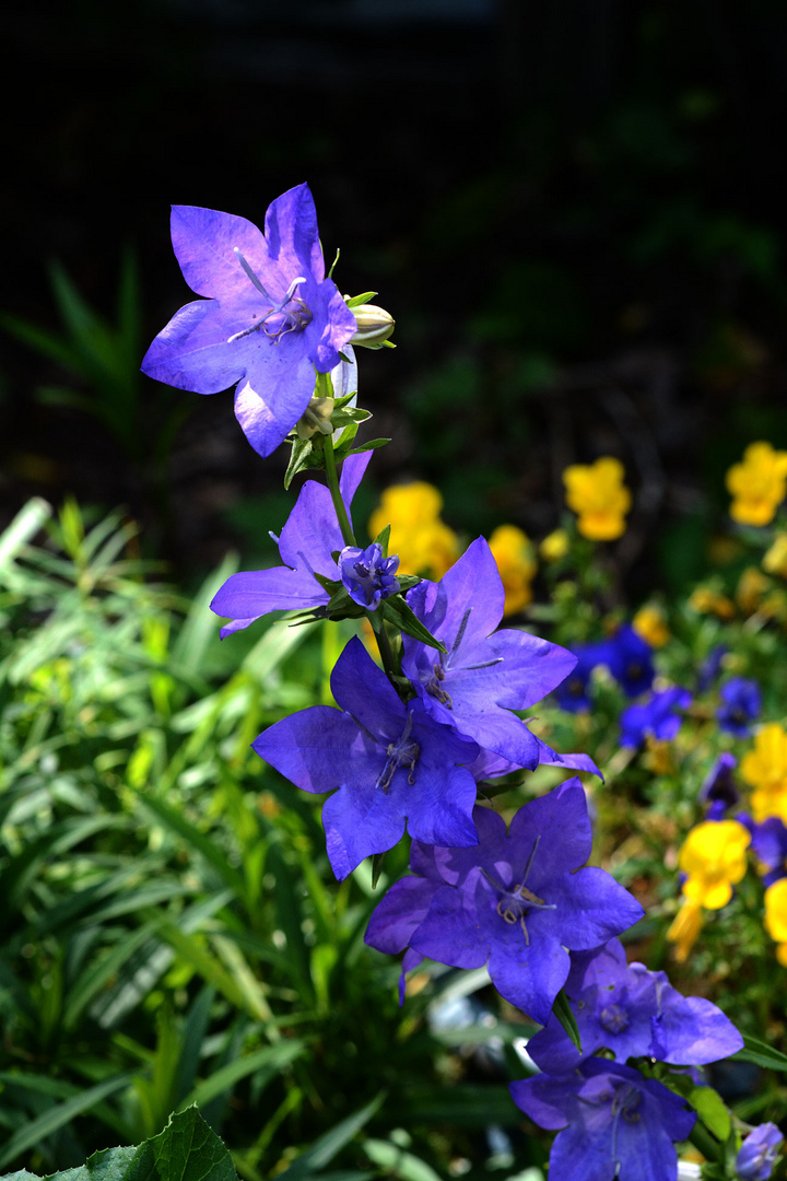 Eine dekorative Glockenblume                                        