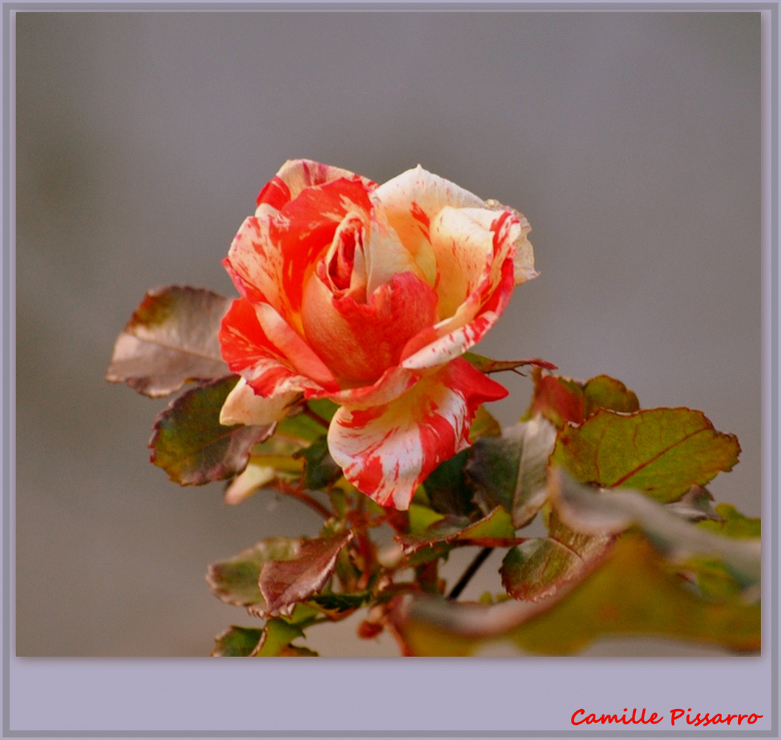 Eine Delbard- Rose