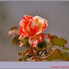 Eine Delbard- Rose