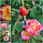 Eine Delbard-Rose