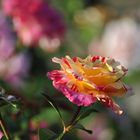 Eine Delbard Rose vom Sommer 15